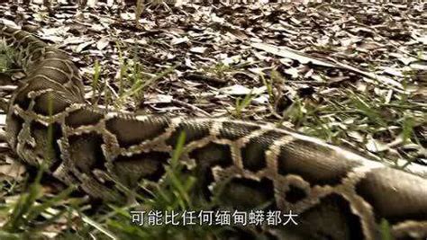 纪录片《蛇斯拉》动物巨无霸，看着慎人_腾讯视频
