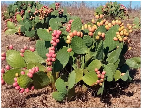 Opuntia ficus-indica (L.) Mill Species | Encyclopedia MDPI