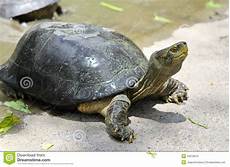 tortue eau douce aquarium tortue d eau douce image stock image du lent nature tortue eau douce aquarium tortue d eau douce image stock image du lent nature