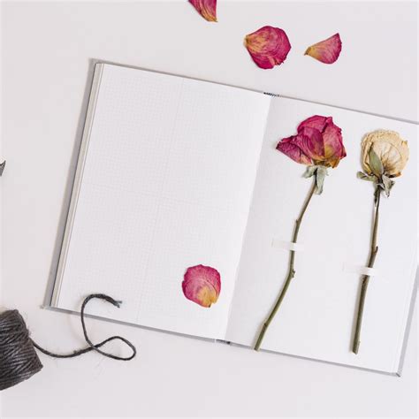 How To Preserve Rose Petals: A Step-by-Step Guide - SONG OF ROSES