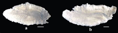 Taxonomic validation of Areolate grouper, Epinephelus areolatus ...