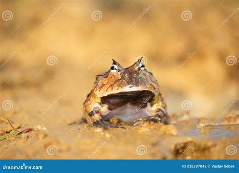 Closeup Head of Argentine Horned Frog Ceratophrys Ornata, Stock Photo ...