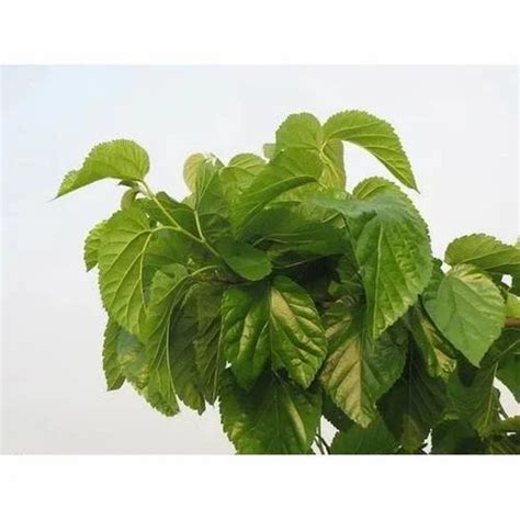 Organic Herbal Extracts - L Arjinin Powder Manufacturer from New Delhi