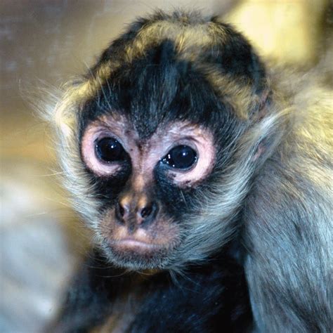 Black-handed Spider Monkey | Saint Louis Zoo