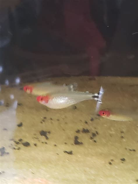 pregnant rummy nose tetra apk v2.9.3