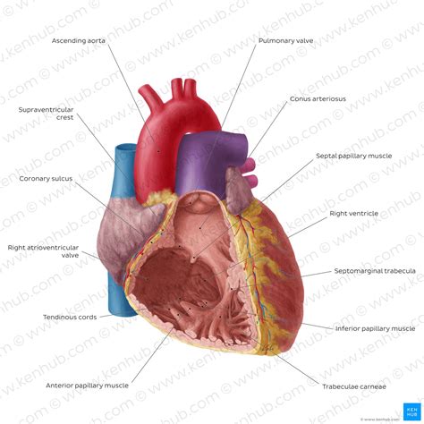 Heart ventricles: Anatomy, function and clinical aspects | Kenhub