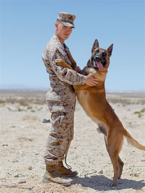 Belgian Malinois Military