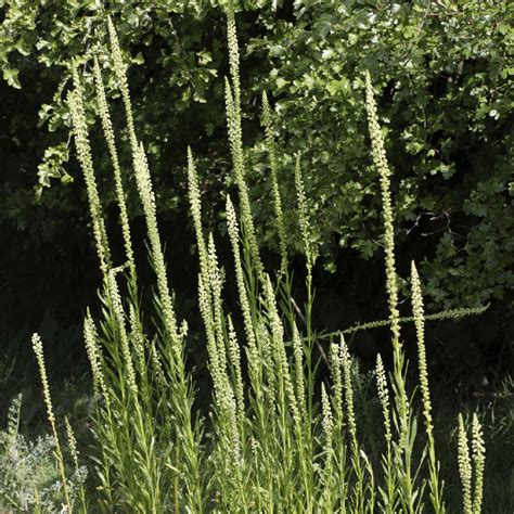 Réséda des teinturiers (Reseda luteola) - PictureThis