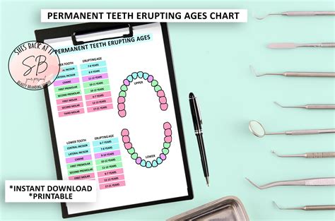 Printable Primary Teeth Chart