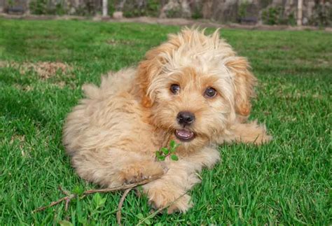 Image result for Mini Goldendoodle Cockapoo