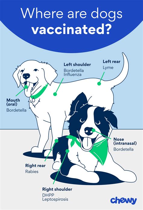 Puppy Vaccine Schedule: A Guide to Puppy Shots | Chewy