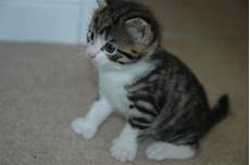 kitten for sale 3 kittens for sale gravesend kent pets4homes kitten for sale 3 kittens for sale gravesend kent pets4homes