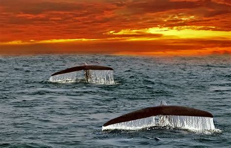 Indian Ocean 的图像结果