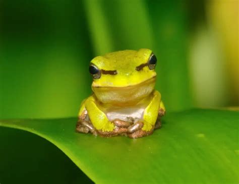 Eastern Tree Frog 的图像结果