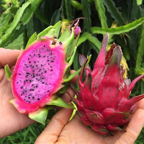 Pitaya Fruit