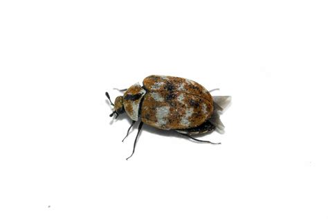 Are Carpet Beetles Dangerous | www.cintronbeveragegroup.com