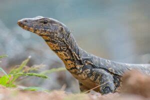 Image result for Monitor Lizard Running Speed