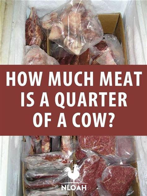 How Much Meat Is A Quarter Of A Cow? • New Life On A Homestead ...