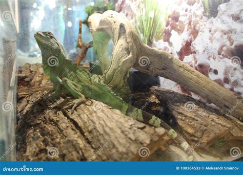 A Large Green, Cold-blooded Lizard Stock Image - Image of natural ...