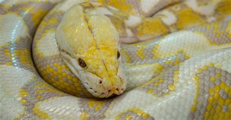 Image result for Fifty Feet Python