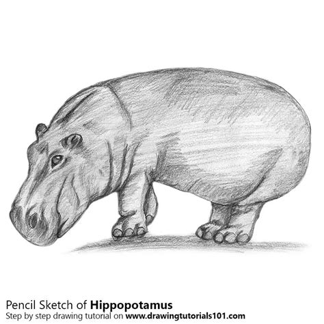 Hippopotamus Pencil Drawing - How to Sketch Hippopotamus using Pencils ...