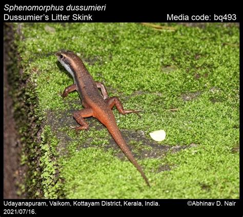 Sphenomorphus dussumieri (Duméril & Bibron, 1839) - Dussumier’s Litter ...