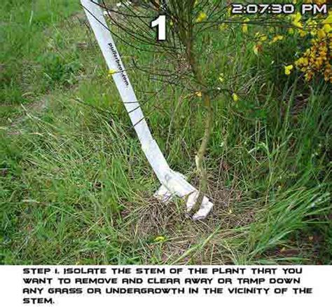 Small Tree Puller 的图像结果