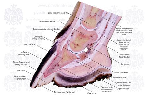 Horse Hoof Anatomy Labelled Teaching Chart Sectional Anatomical Equine ...