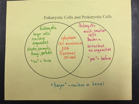 prokaryotic vs eukaryotic venn diagram - Onesed