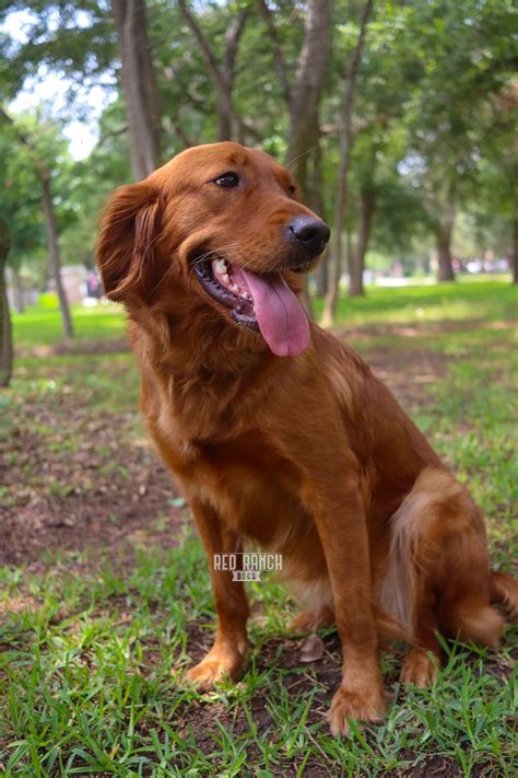 Golden Retriever Dark Red