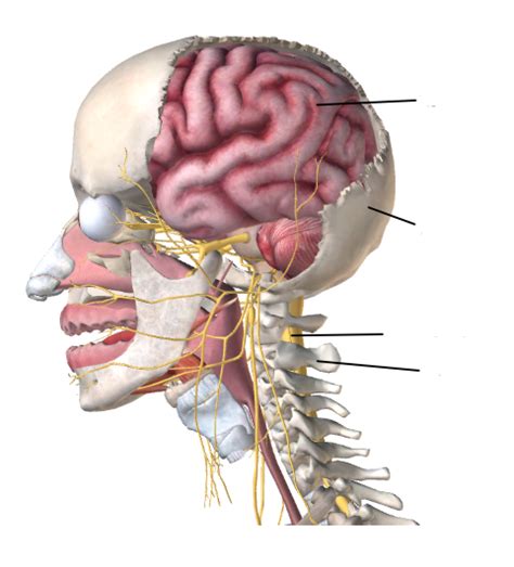 Image result for Nervous System Introduction