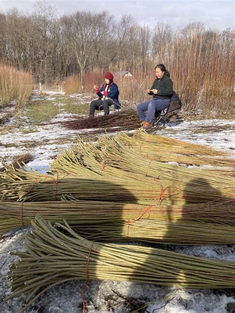 Sanborn Mills Farm Willow Harvest - Sanborn Mills Farm