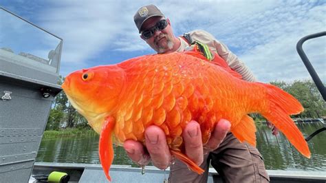 Wild Vs Domestic Goldfish: What You Need To Know