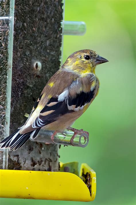 Female Eastern Goldfinch