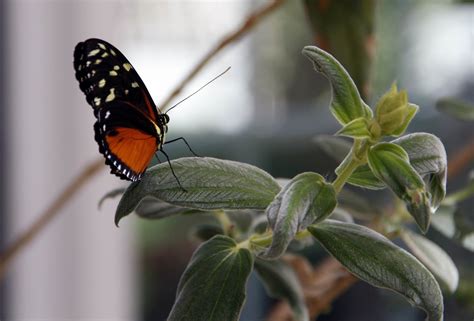 Butterfly Atrium at Hershey Gardens