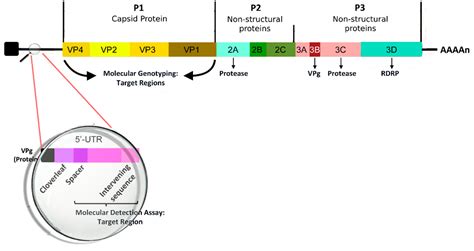 Impact of Rhinovirus Infections in Children
