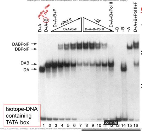 Eukaryotic transcription factors fall into two categories. Which factors must always be present as t