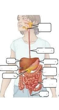 Answer the following questions1. Name the digestive parts2.good healthy ...