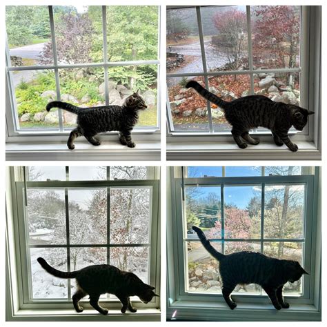 It’s been fun to watch my kitten grow through the seasons! : r/aww