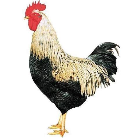 desi murga banane ki vidhi