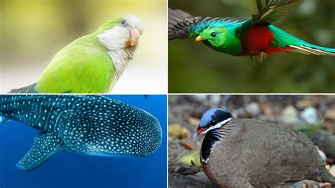 30 Animals Beginning With Q - Meredith Plays