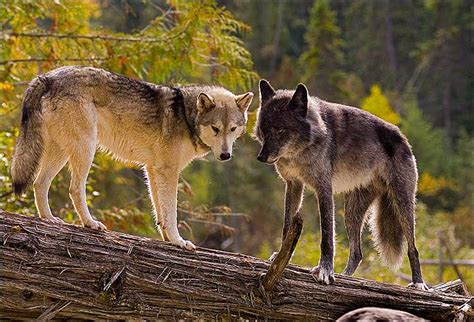 Wolves in Nature 的图像结果