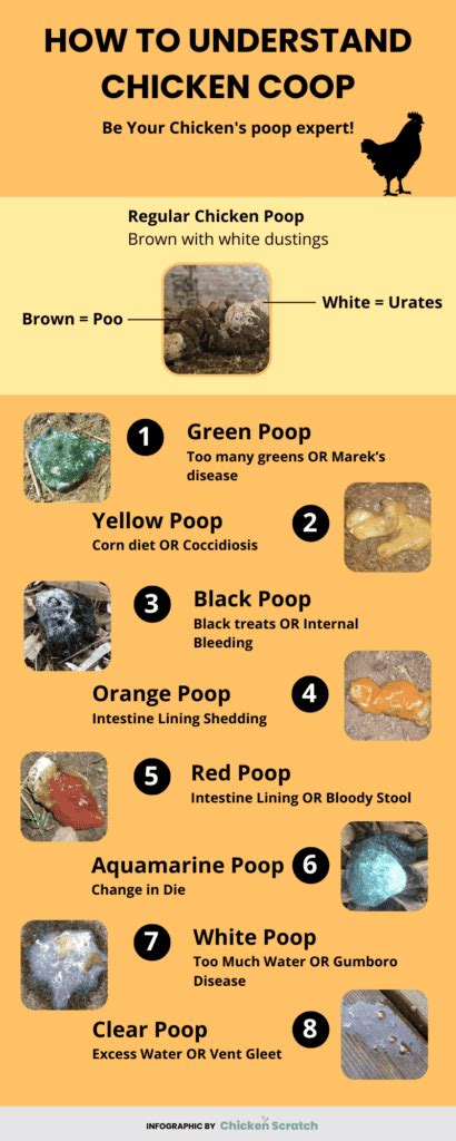 Image result for Different Types of Chicken Poop