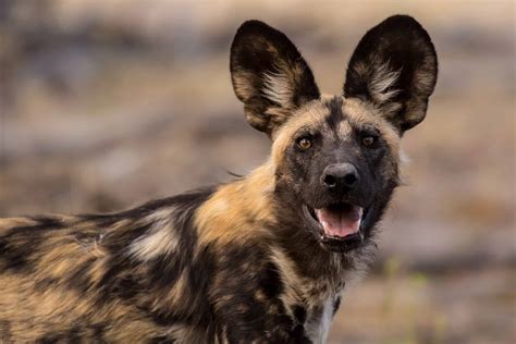 Wild Dogs Fighting Hyenas