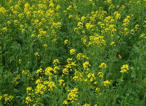 Mustard Plant