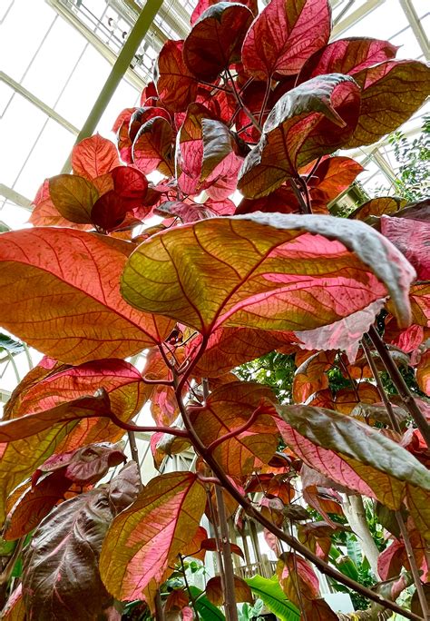 Acalypha Wilkesiana Copper Leaf