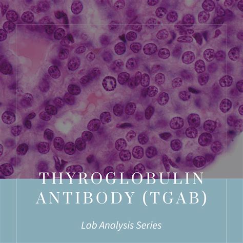 Thyroglobulin Antibody (TgAb): What Highs and Lows Mean in Pregnancy ...