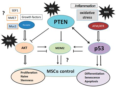 Reactive Oxygen Species, Superoxide Dimutases, and PTEN-p53-AKT-MDM2 ...