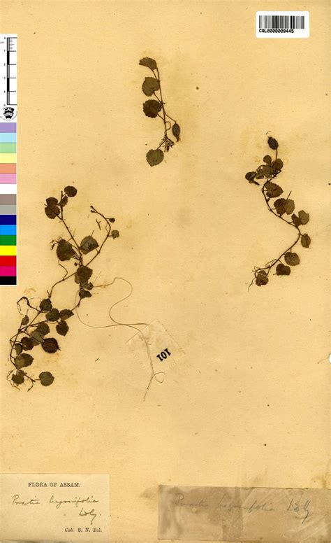 Move your mouse over image to enlarge.