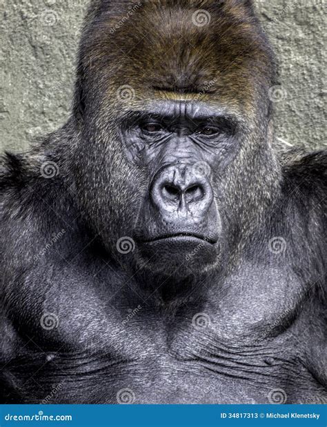 Silverback Gorilla stock image. Image of portrait, closeup - 34817313